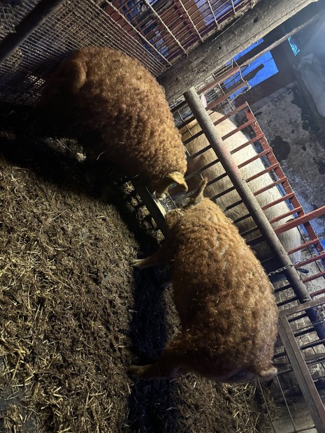 2 db mangalica sld 1 koca 1 kan