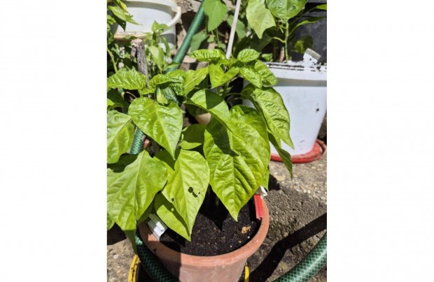 2 db-os Chili Carolina reaper,jolokia,skorpió,naga morich,big red mama
