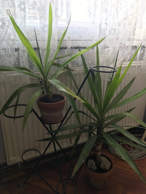 2 db yucca, jukka: 3500 a kett egytt