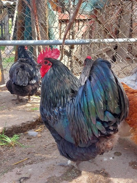 2 ves australorp kakas!