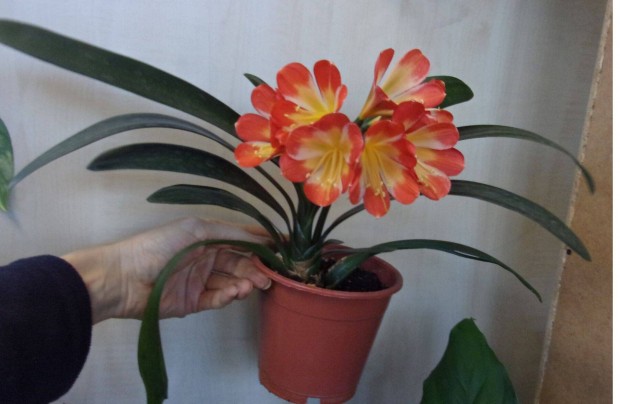 2 fle Virgz Klvia Clivia jpest kzpont kzelben