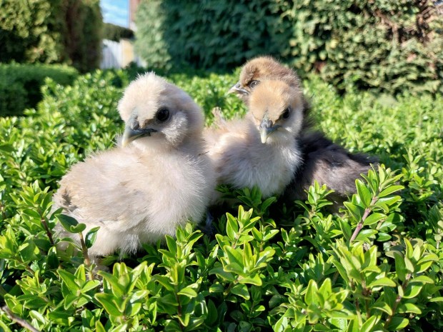 2 hetes selyemcsib�k