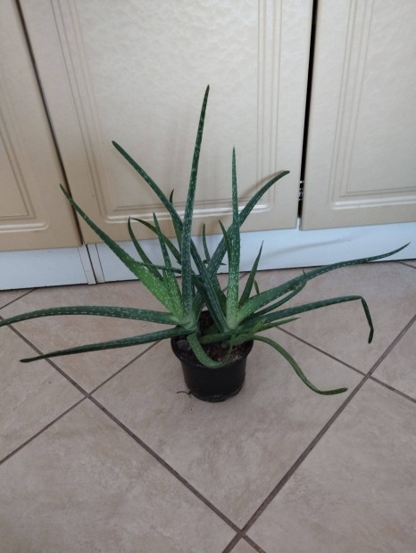 2 in 1 aloe vera