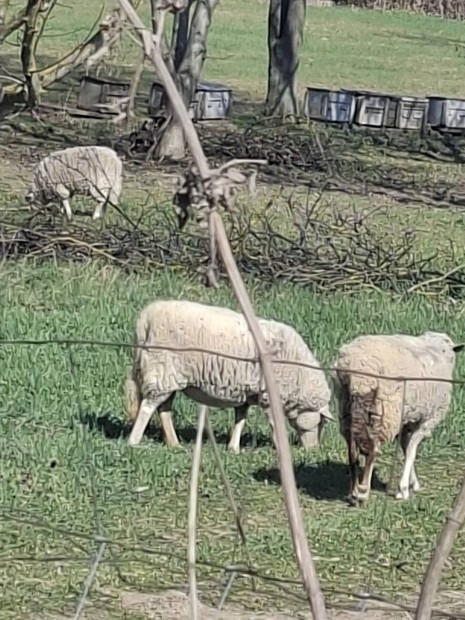 2 jerke, egy kos utazna