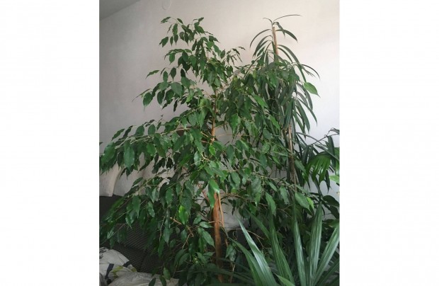 2 mteres ficus benjamina elad