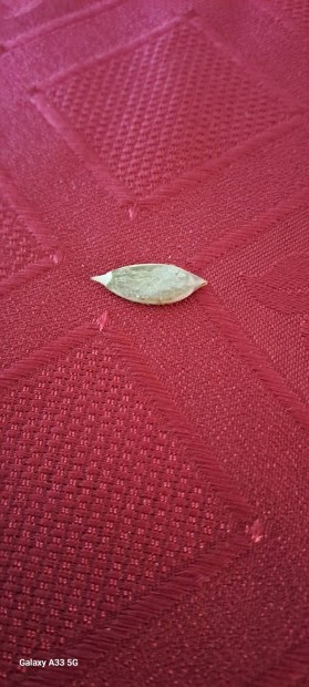 2 oldalú tökmag szotyi/ 2 sides pumpkin seed