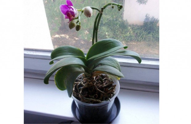 2 száras virágozni készülő orchidea Phalaenopsis Újpest központ közelé
