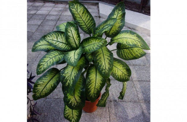 2 t�ves 150 cm magas Diffenbachia Buzog�nyvir�g Dieffenbachia �jpest