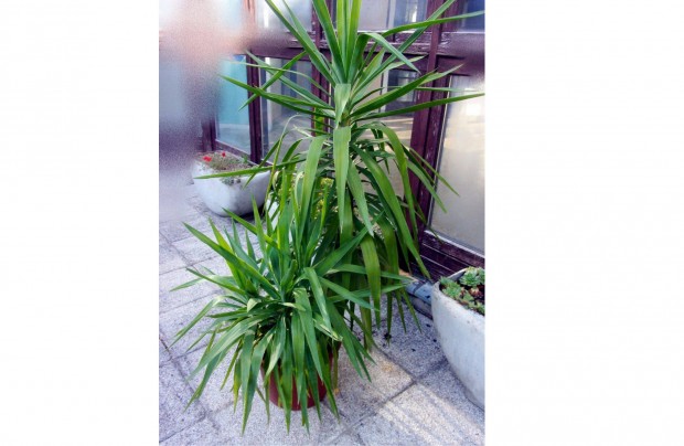 2 töves 4 ágú yucca jukka pálma 45 cm cserépben Újpesten kb 170 cm mag