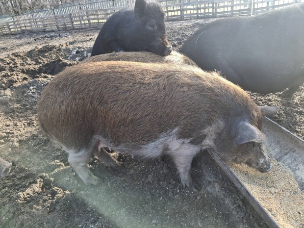 2 vemhes mangalica x vietnmi koca 