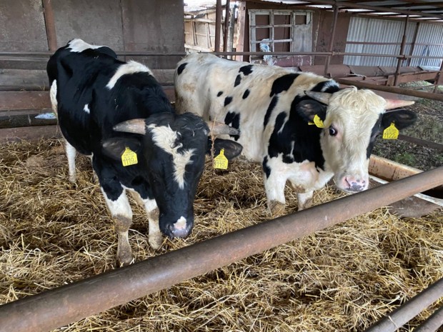 2db Holstein-friz bika eladó