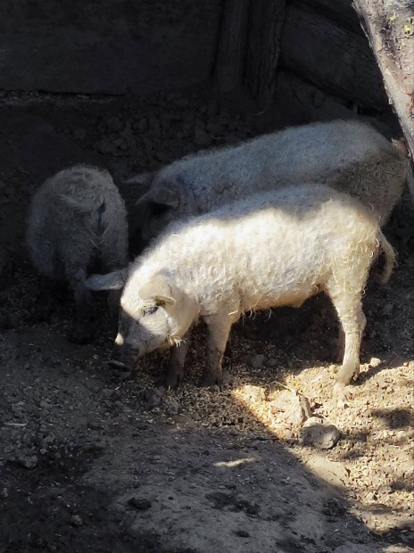 2db Szke Mangalica rtny