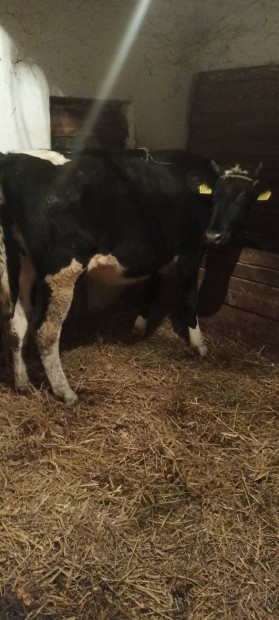 2db holstein sz elad vagy cserlhet.