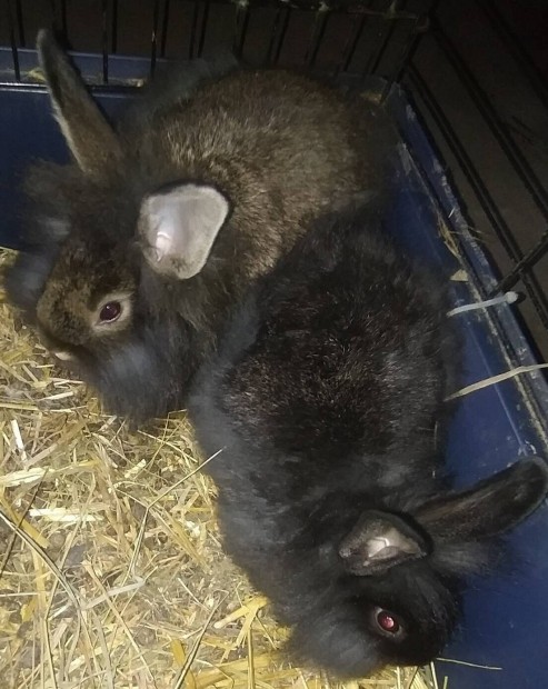 2db törpenyúl, nyuszi eladó