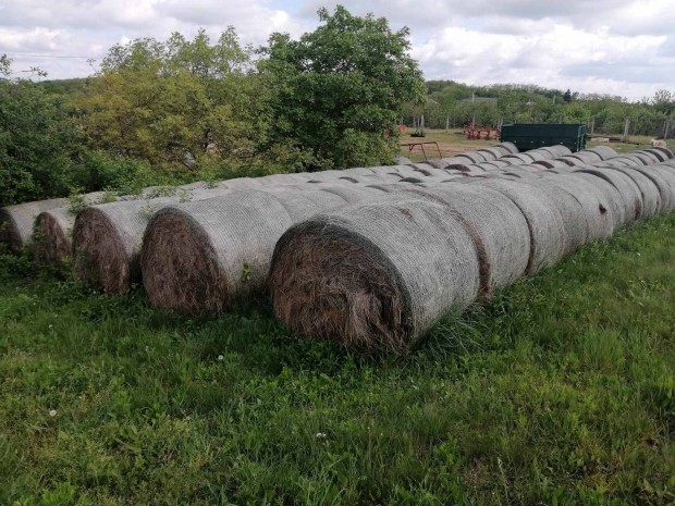 300db szna zldre szradt borju tehn juh l mtz