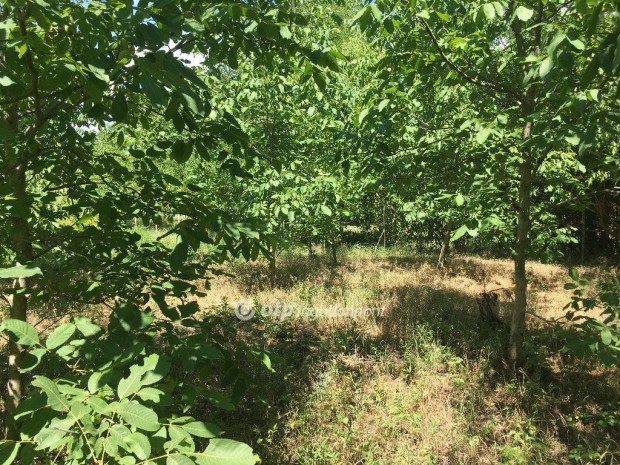 3111 m2-es  gy�m�lcs�s elad� Si�fok Kiliti-sz�l�hegy�n