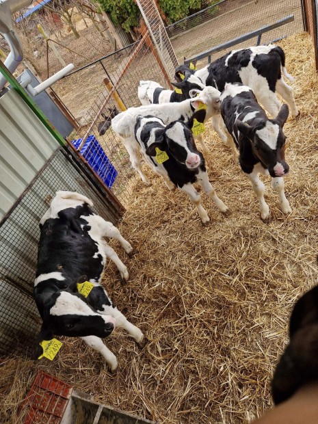 31db Holstein frz bika borj