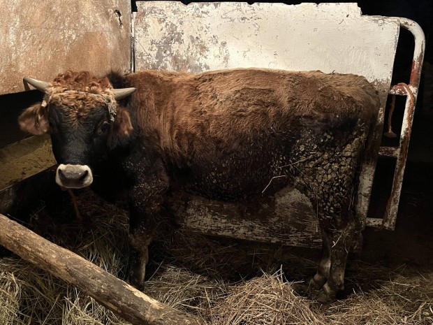 350kg bika borju csere rdekel hzra sz 