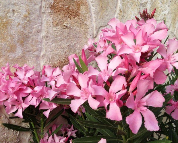 35. "Pink Marrakes" fagytűrő kerti leander eladó