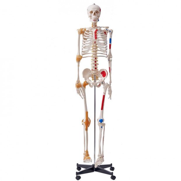 3D Anatómiai orvosi modell, csontváz 182 cm