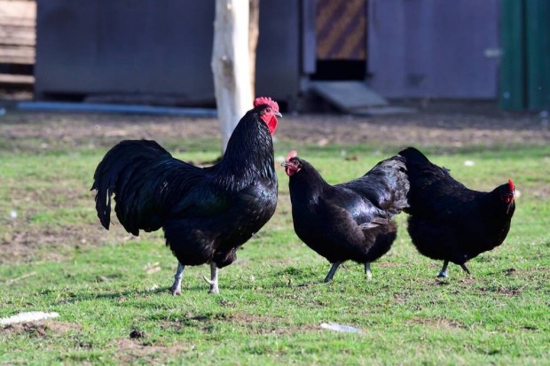 3-4 hetes Australorp elnevelt csirke