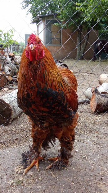 Brahma Kiscsirke Elado