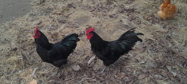 3 darab februri Australorp kakas