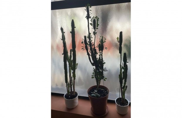 3 db Euphorbia trigona (hroml kutyatej kaktusz)