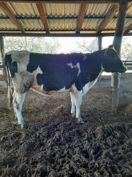 3 db Holstein elhas sz