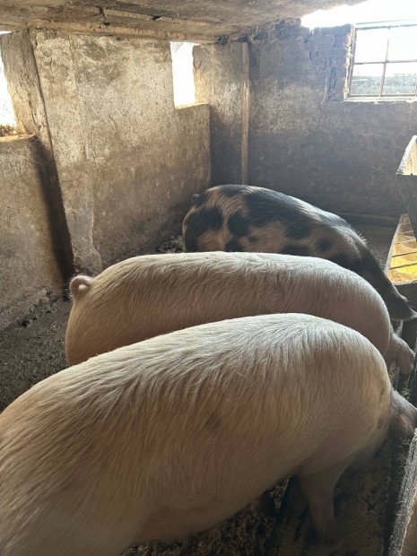 3 db h�z� elad�