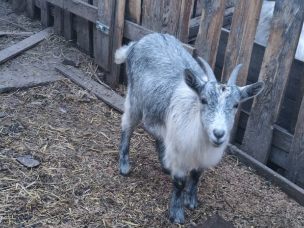 3 db nosteny kecske elad�