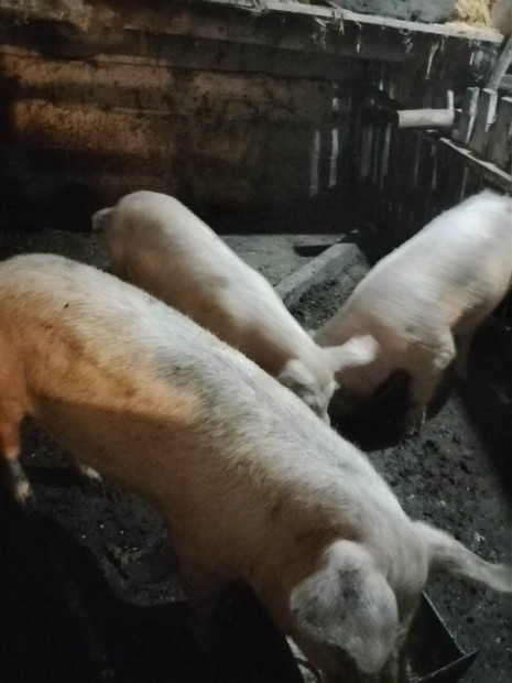 3 eb k�z�p s�ly� h�z� elad�