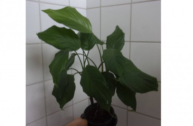 3 �s 6 t�ves r�kvir�g �jpest k�zpont k�zel�ben