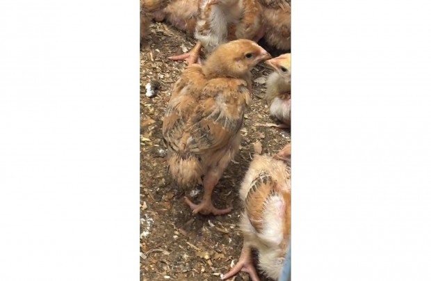 3 hetes Redbro vrs broiler rden
