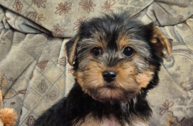 3 hnapos yorki , yorkshire terrier kislny !