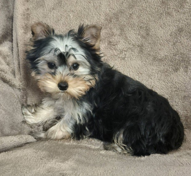 3 hnapos yorki , yorkshire terrier kislny /tlevl, veszettsgolts/