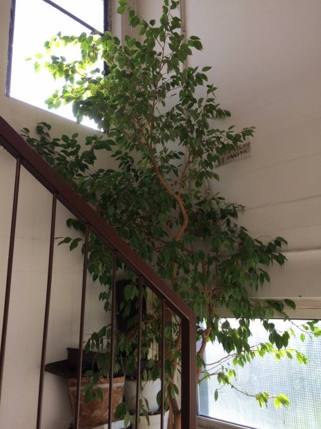 3 m magas Ficus Benjamina Ingyen elvihet