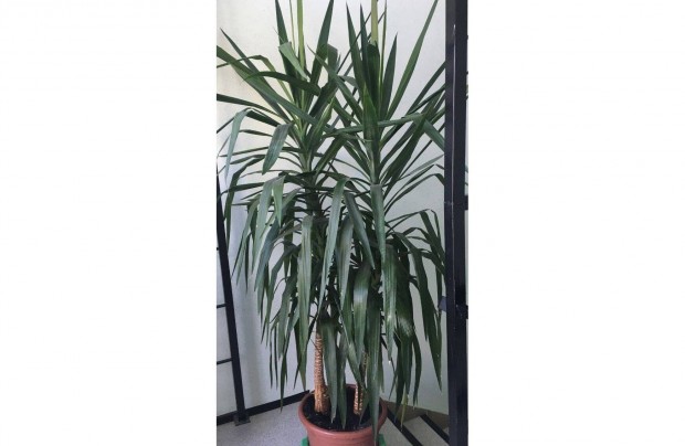 3 mteres yucca elad