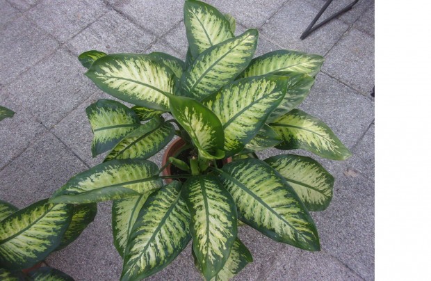 3 t�ves 110 cm magas Diffenbachia Buzog�nyvir�g Dieffenbachia �jpesten