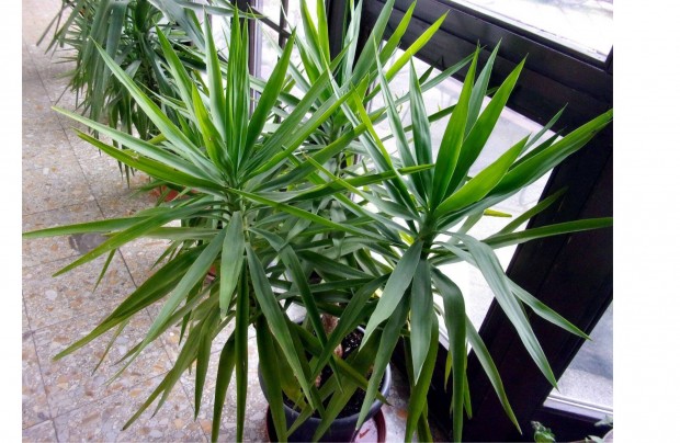 3 töves yucca jukka pálma 50 cm-es cserépben Újpesten kb 150 cm magas