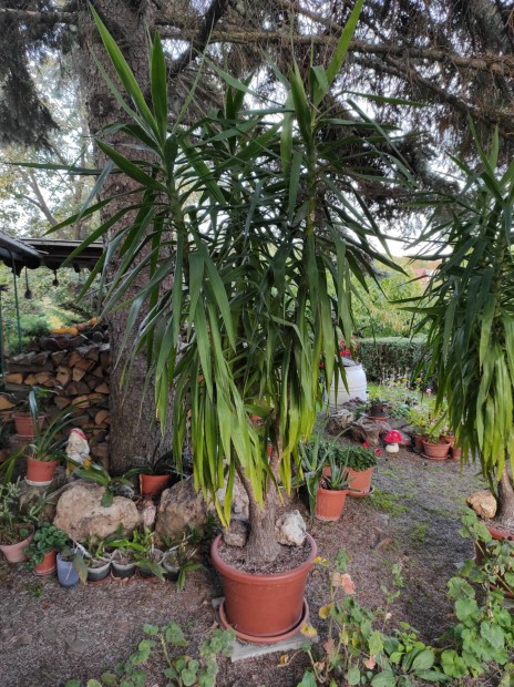 3g 2.5m magas yucca plma