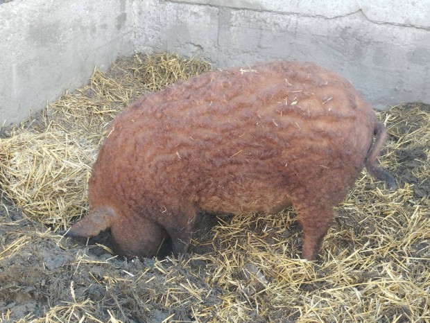 3db tisztavr vrs mangalica hz Lajosmizsn