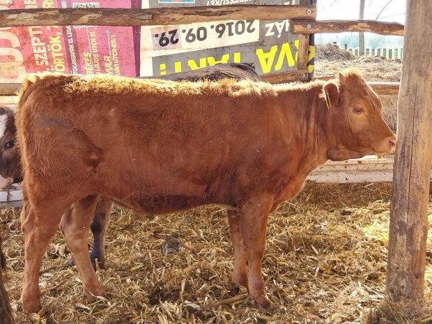 3db sz borj