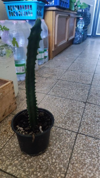 3l kutyatej Zuglban elado