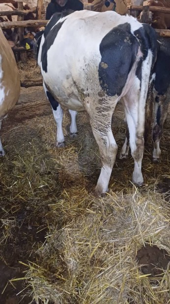 450kg. Holstein frz sz elad 