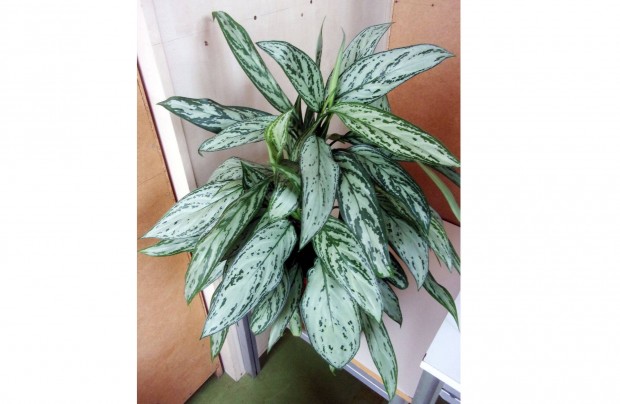 4 ágú Rákvirág Aglaonema Silver Queen Újpest központ közelében
