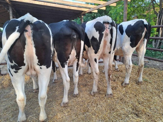 4 db Holstein sz elad 
