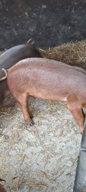 4 db duroc sld