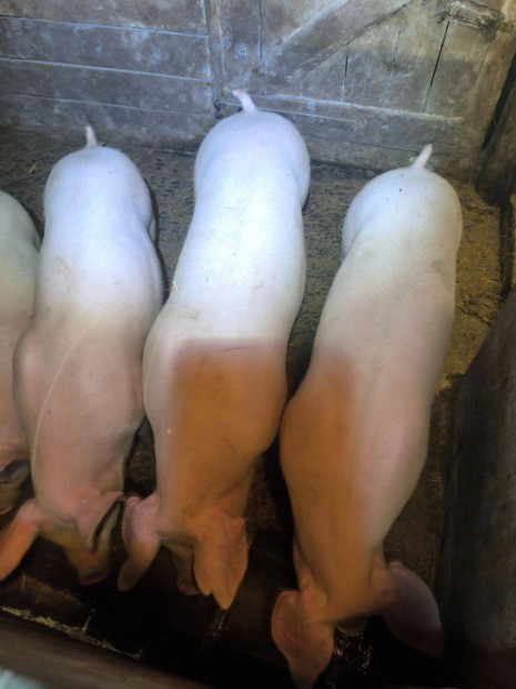 4 db s�ld� elad�