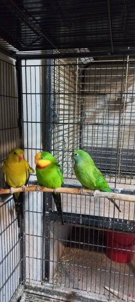 4 ves  baraband hegyi papagj papagjok 
